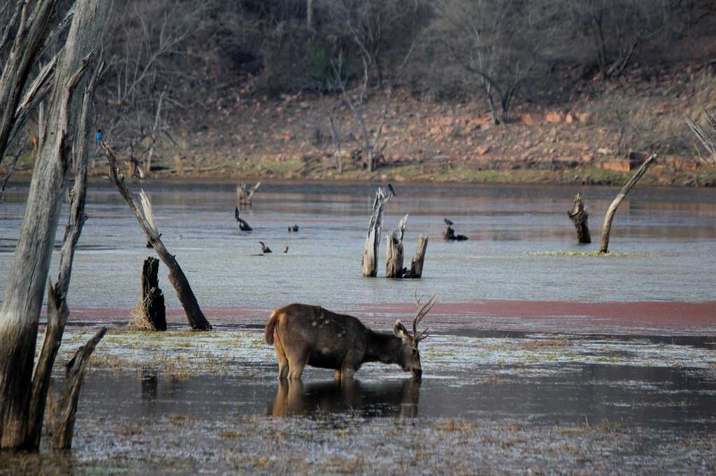 RANTHAMBORE